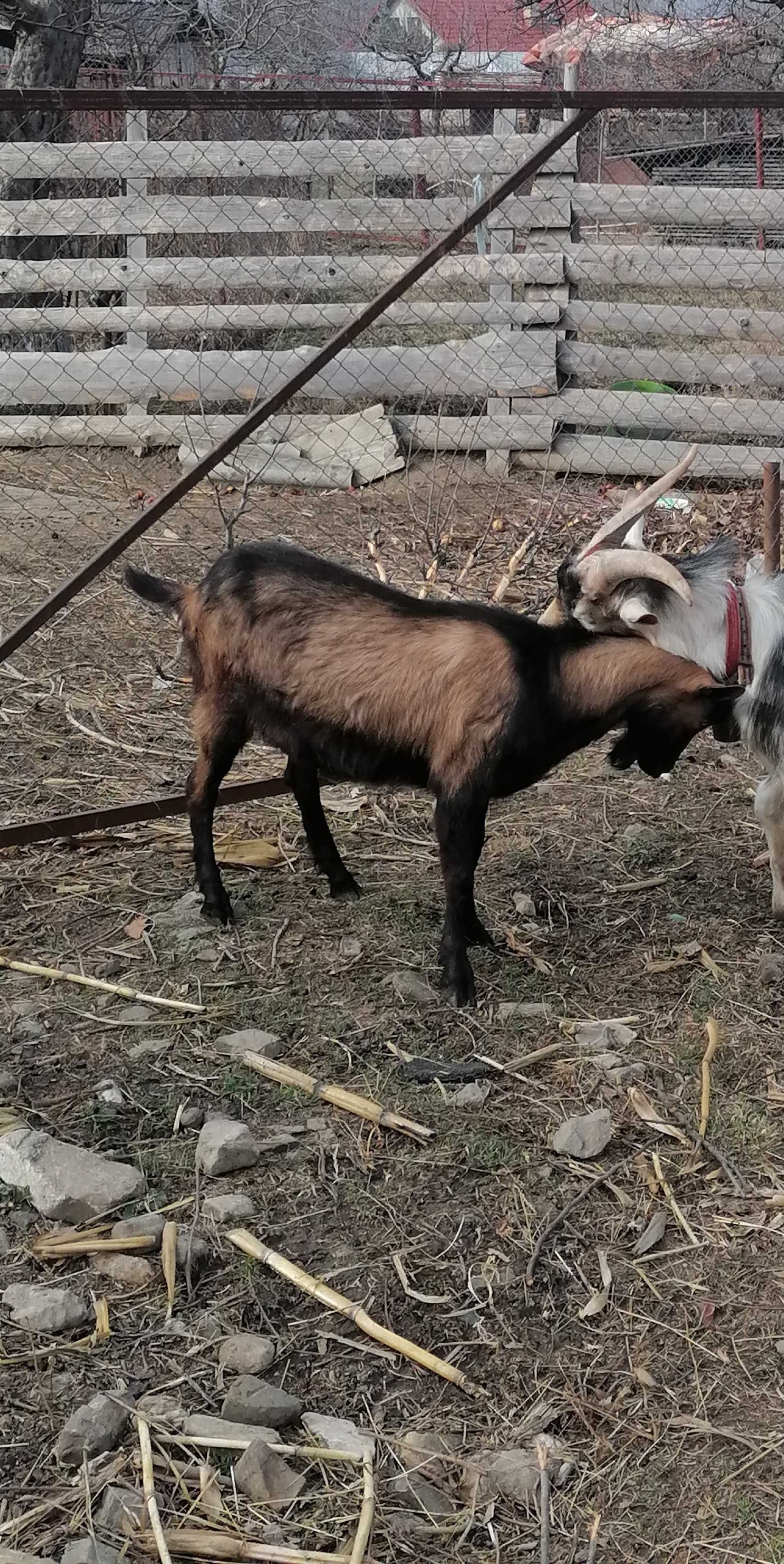 Vând! Țap Alpin francez