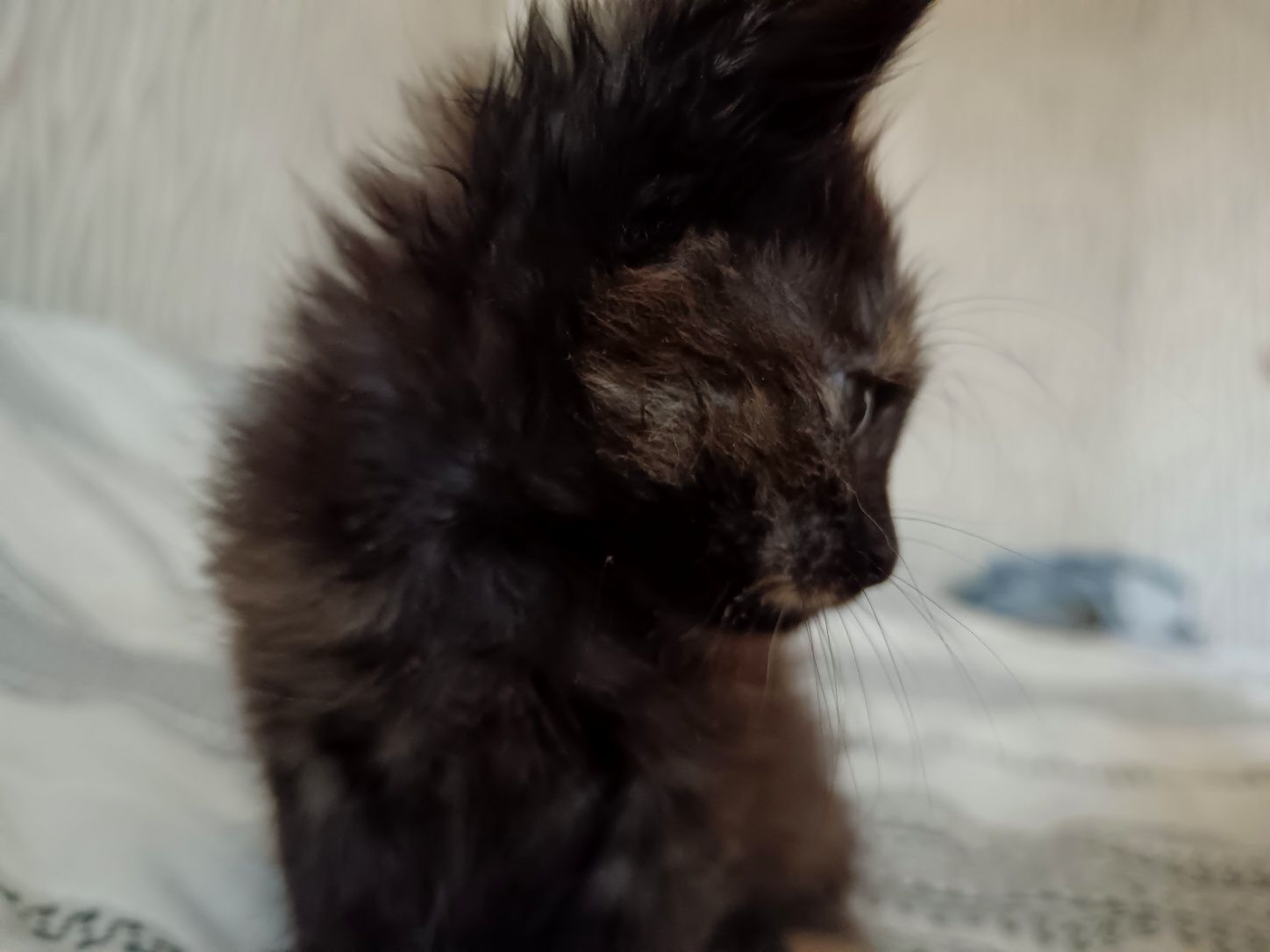 Котенце на около месец