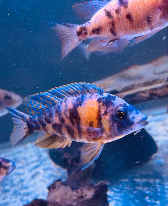 Аулунокары мультиколор