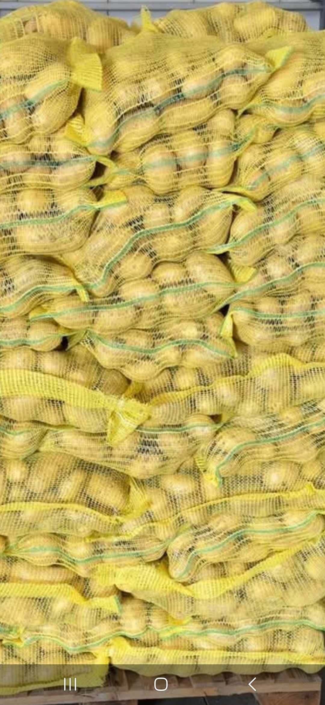 Картофи сорт сорая
