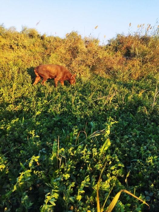 Пародалик кучук сотилади