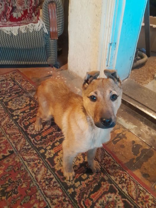 Отдам в хорошие руки щенка мальчик 4мес.