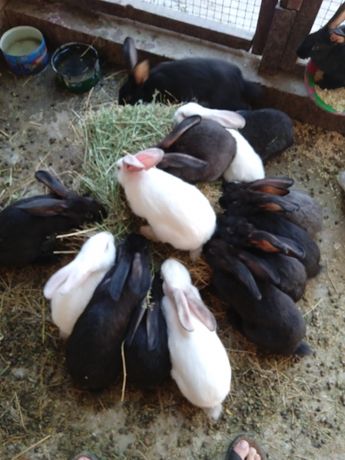 Продаю кроликов порода корифорнинская по ниской цене