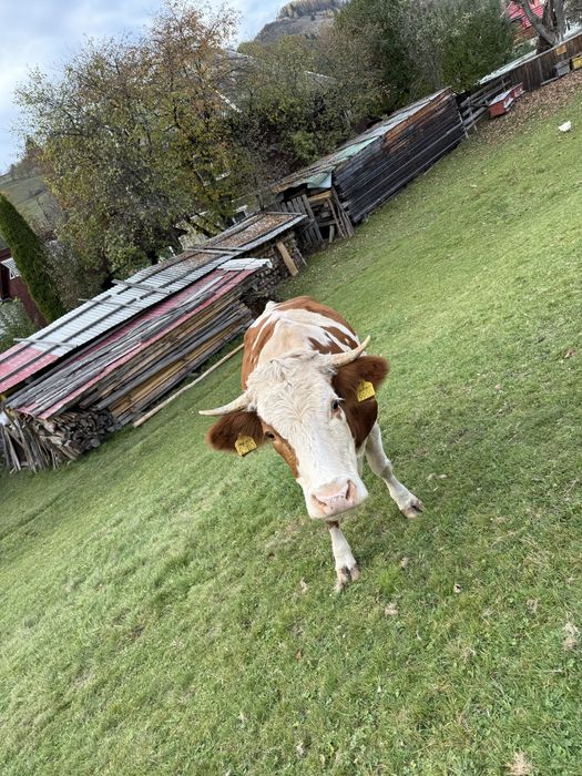 Vând  vacă bălțată românească + vițel angus