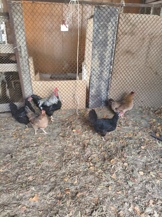 Куры несушки домашние