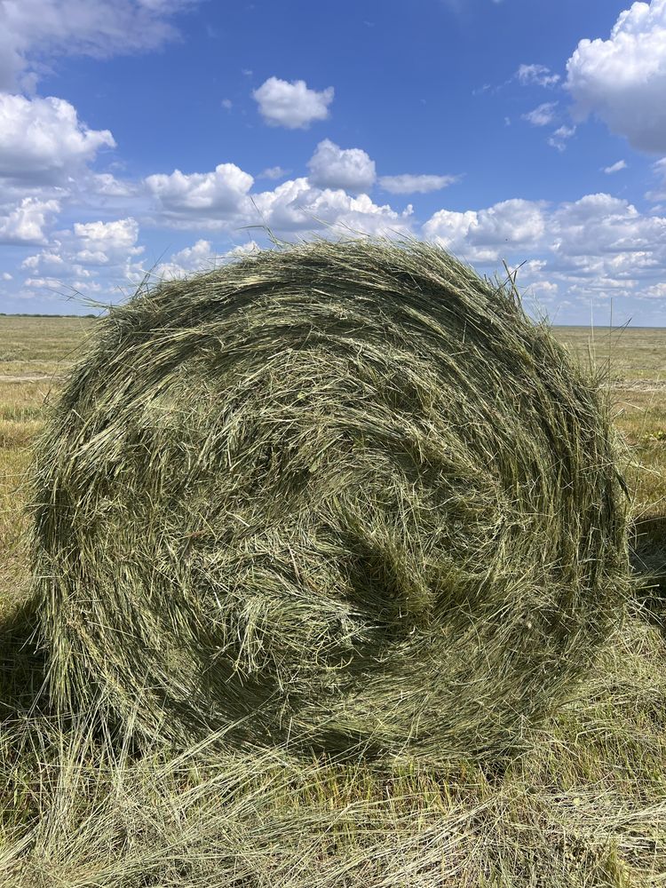 Сено, шөп, тюк, рулон сатамын. Доставка. Жеткізу