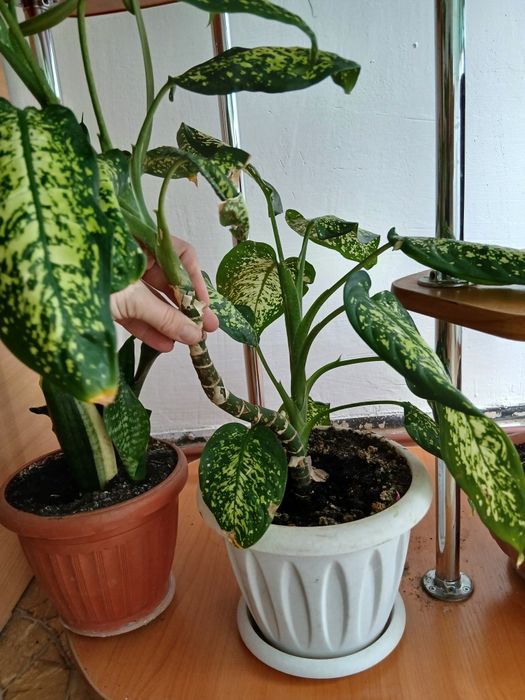 Продам дефинбахию в белом горшке