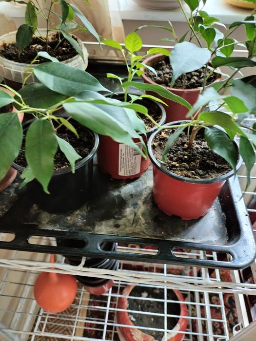 Продам маленькие фикусы Бенжамин