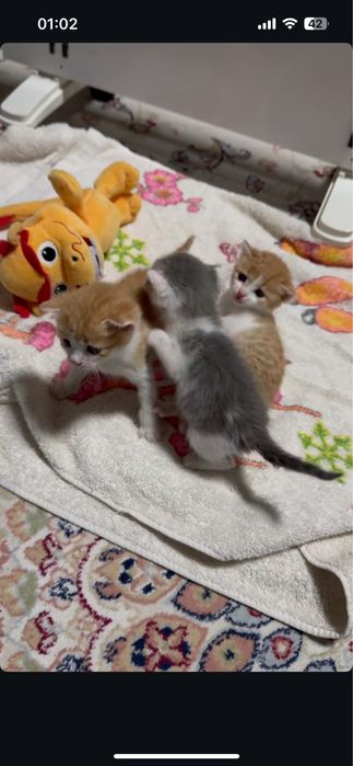 отдам милых котят в добрые руки