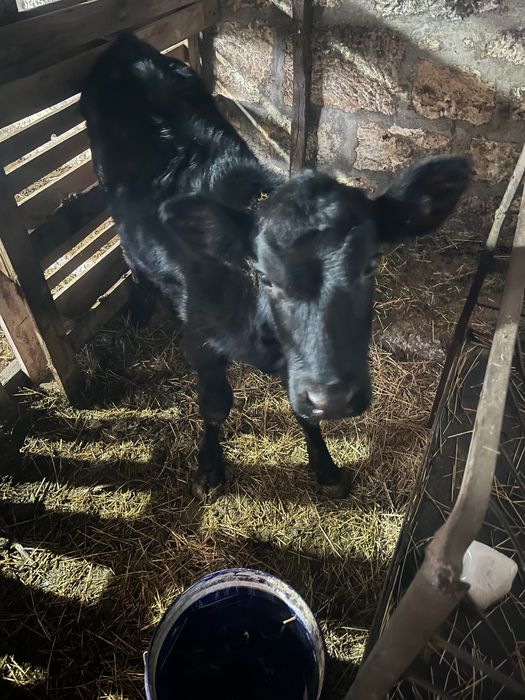 Отбито теле абардин