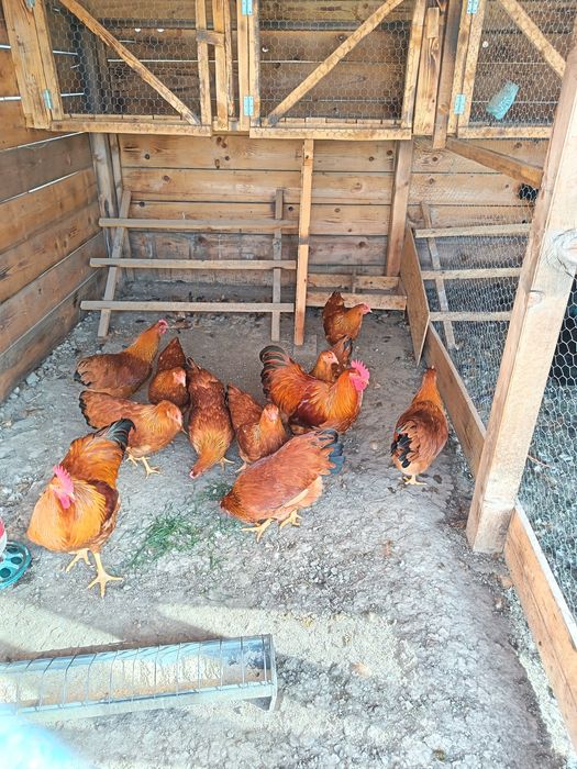 Găini,tineret  New Hampshire