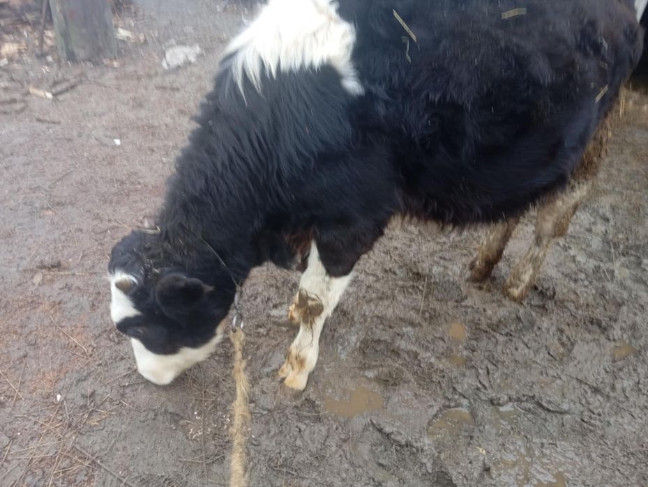 Vând vițică are 5 luni