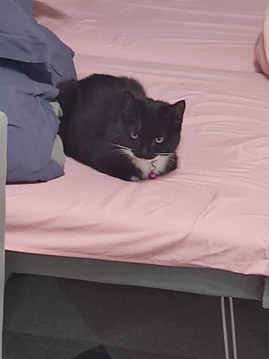 ПОТЕРЯЛАСЬ кошка ! Кличка Фанни