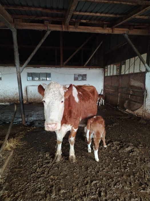 Vând vaca cu vițel