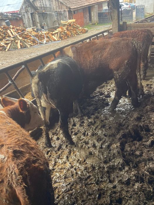 Vand vitele productie proprie din ferma de Elita  Ciurea