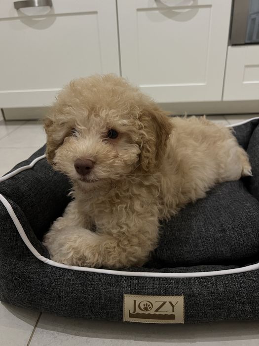 Мини пудел Априкот