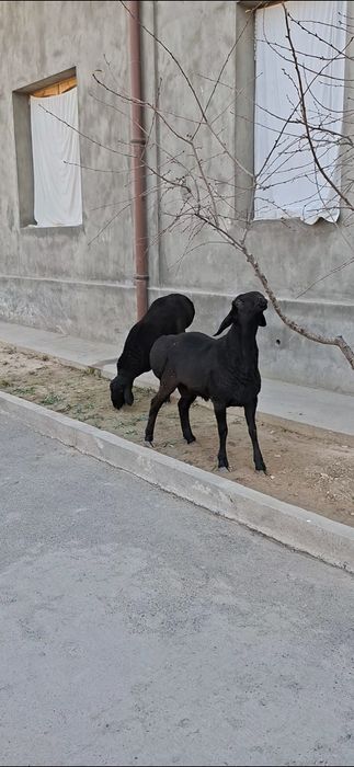 Qo‘zi qo‘chqorlar sotiladi.