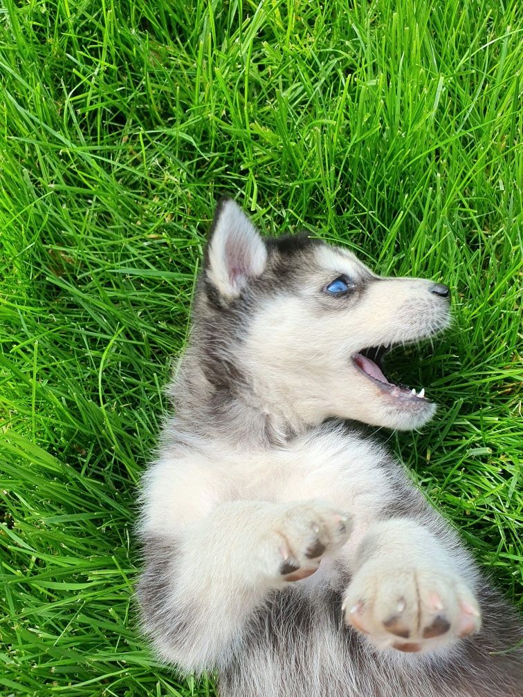 Pui Husky Siberian