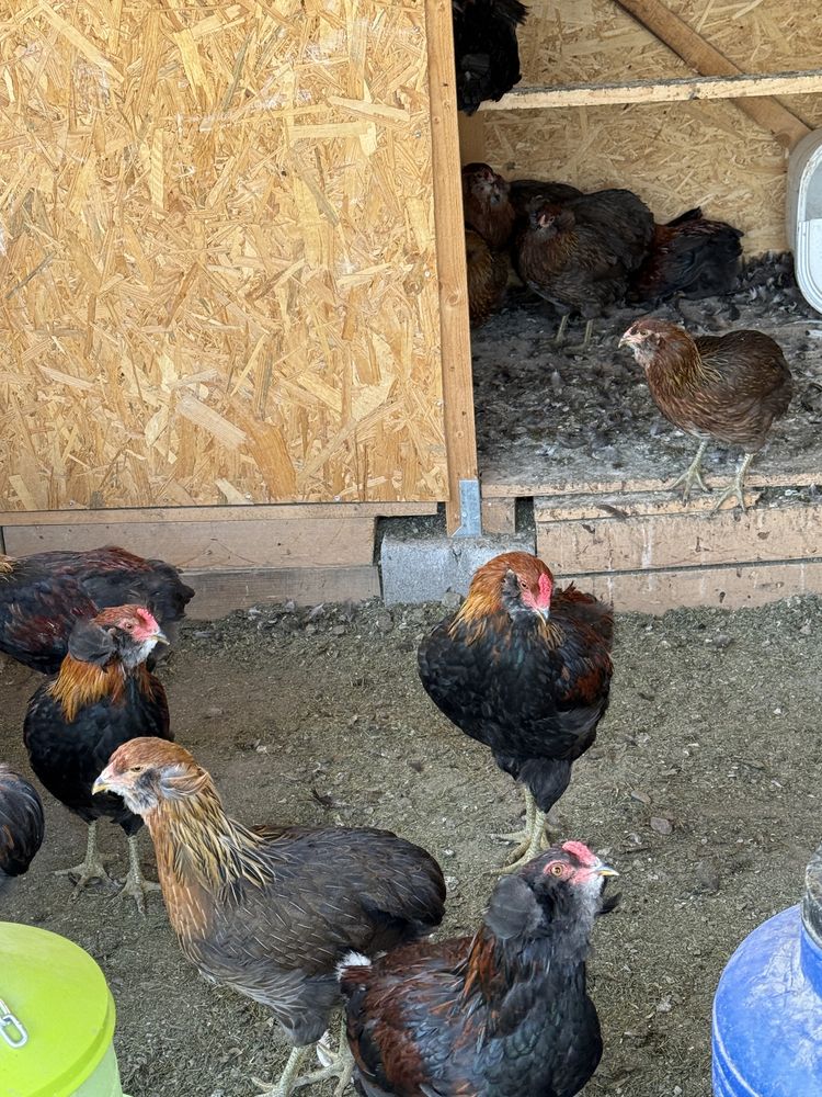 Cocosei 2025 araucana gat auriu si negru