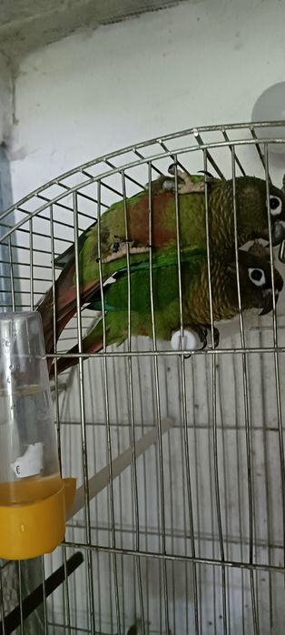 Продават се Перура Молина 6 месечни  много кротки и игриви папагали