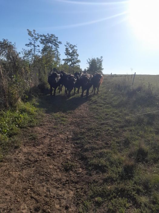 Bivola și taur  de vânzare