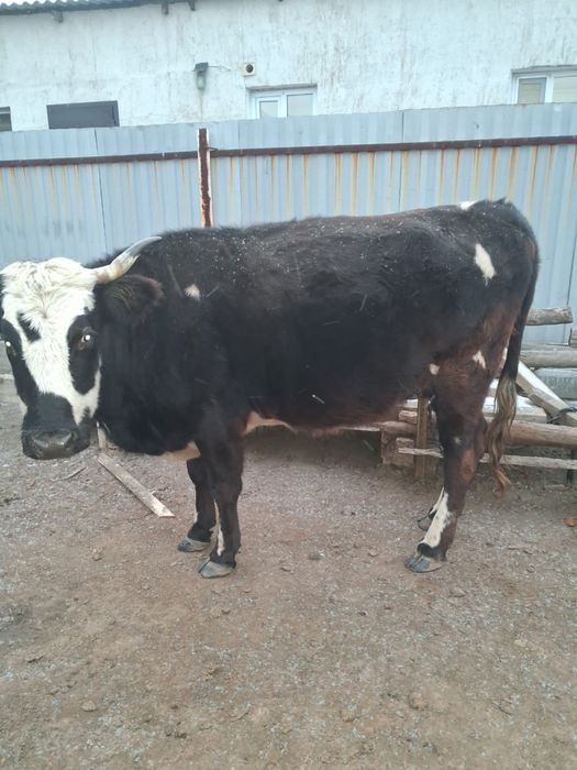Продам корову 550000