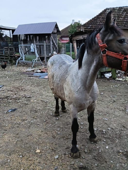 Vând mânz de 9 luni