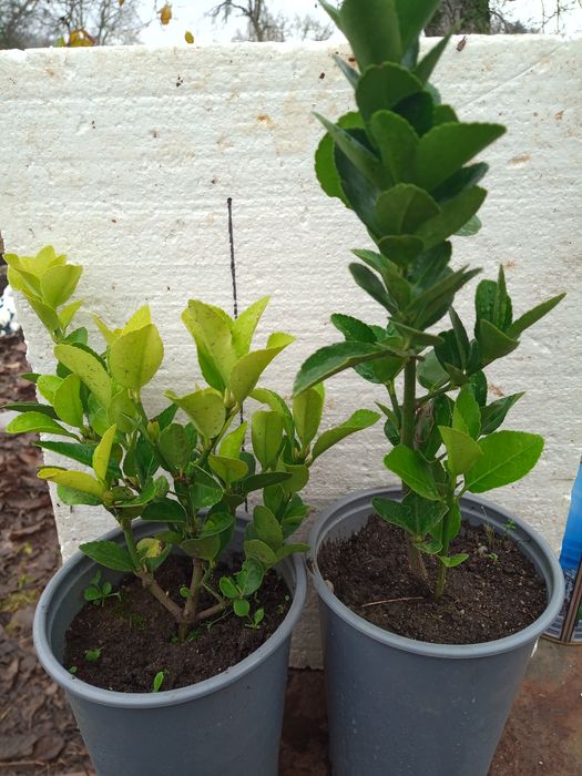 Vând plante decorative