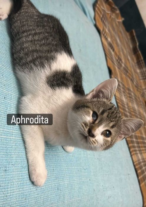 Donez 3pui de pisica