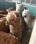 Vând Alpaca tinere sau mature