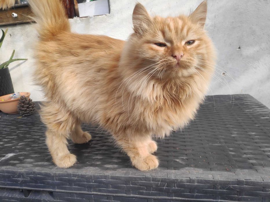 Пухкави малчугани