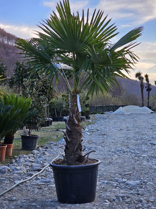 Palmieri • Maslini • yucca • leandrii • tuia • gard viu