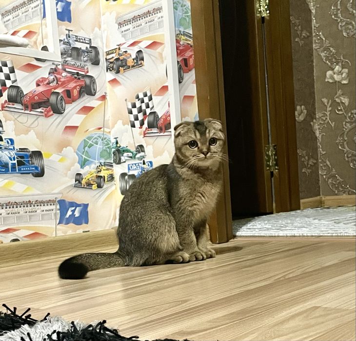 Залатая шиншила фолд