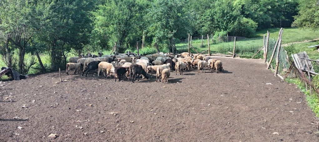 Oi și capre de vânzare pt mai multe detalii la nr afișat