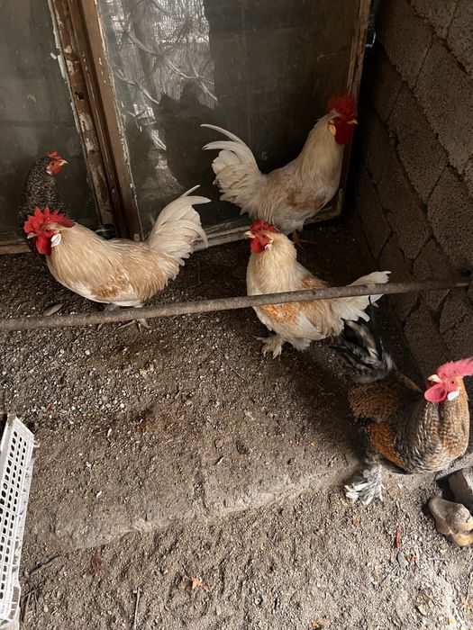 продается молодые петухи и куры