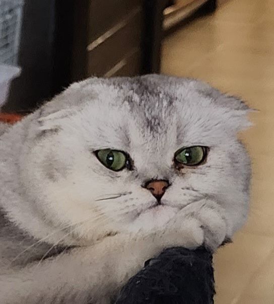 Скотиш фолд мальчик