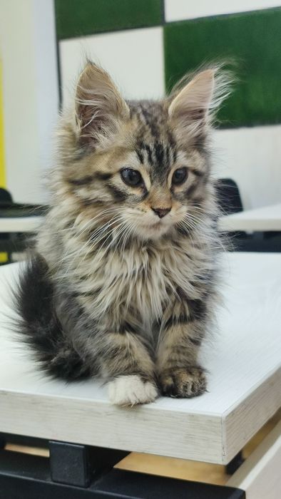 Котёнок на добрые руки