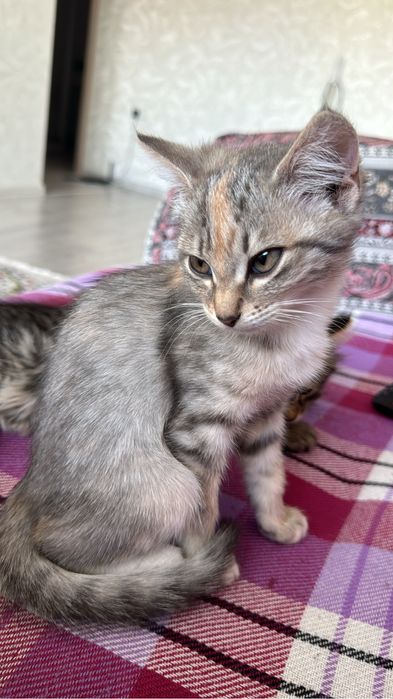 Отдам даром котят