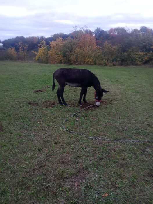 Vind perche de măgari