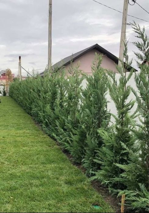 Plante ornamentale de orice soi