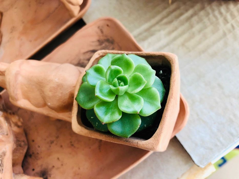 Сукулент в саксия - Магаре с каруца