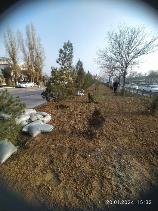 гумус gumus газон