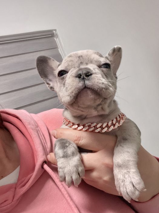 Френски булдог бебета/french bulldog