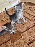 Отдам котят в добрые Руки