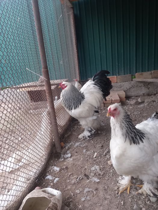 Продам яйца брама светлая