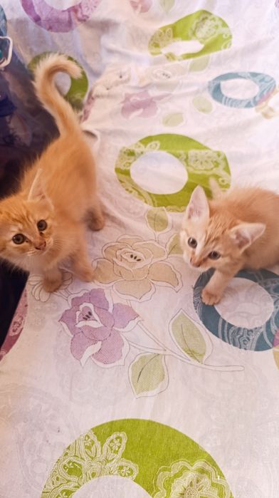 Котята бесплатно