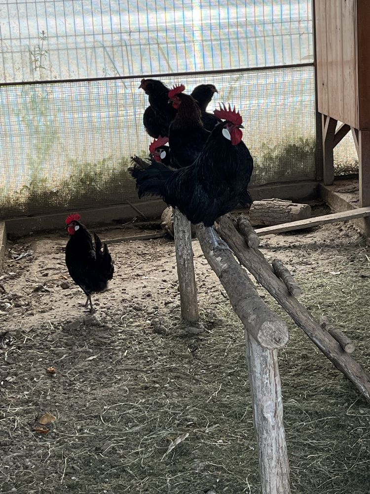 Cocosi italian, la Bresse ,Araucana si marans