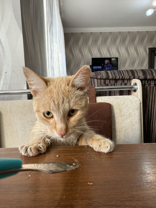 Отдам котенка 8 месяцев