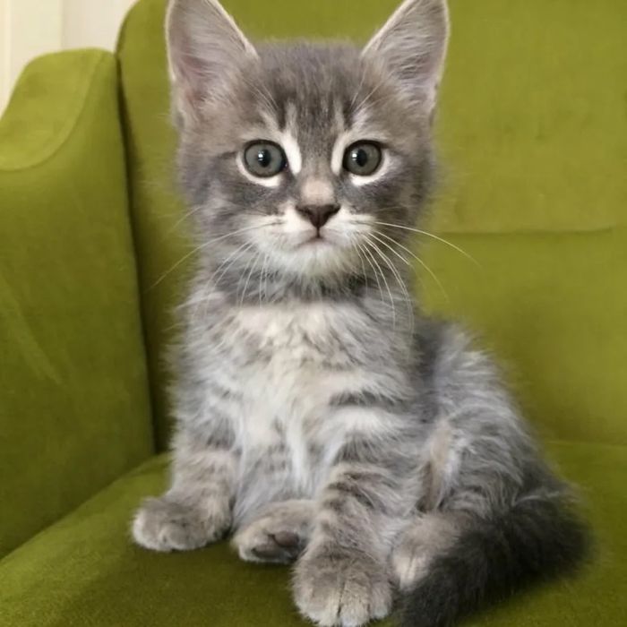 Шотландские котята!