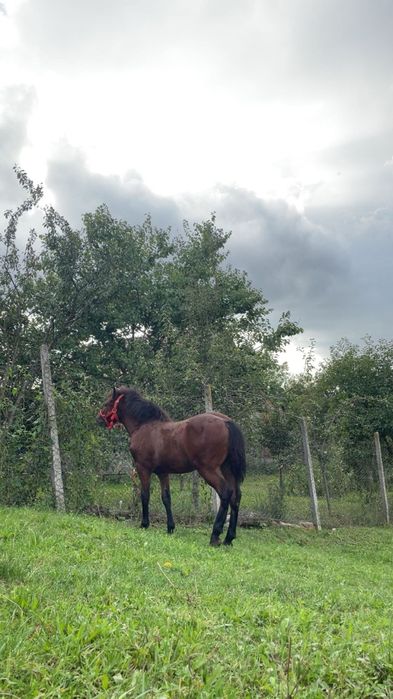 Vând mânza de 5 luni